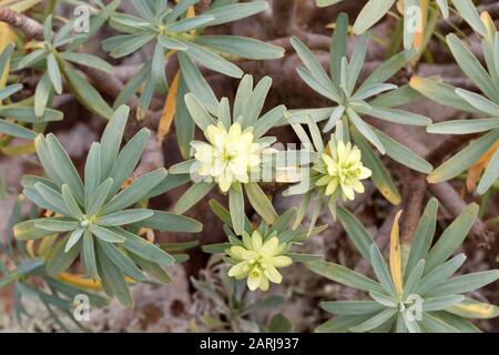 Euphorbia regis-jubae Milky Spurge, sur Lanzarote, îles Canaries Banque D'Images