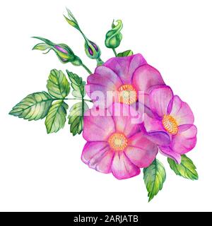 Bouquet d'aquarelles avec hanches roses. Fleurs, feuilles, branches et bourgeons roses isolés sur fond blanc. Éléments de conception de cartes de mariage dessinées à la main. R Banque D'Images