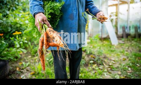 Carottes biologiques fraîches dans les mains des agriculteurs. Récolter les carottes. Des aliments sains. Banque D'Images