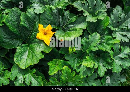 Inflorescens fleurs citrouilles dans le jardin. Vue de dessus de l'arrière-plan de culture végétale Banque D'Images