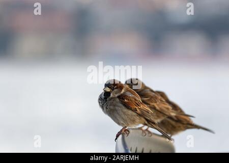 Arbres Euarasian sparws - Passer Montanus avec des plumes bouffées perch sur une chaise en hiver. Banque D'Images