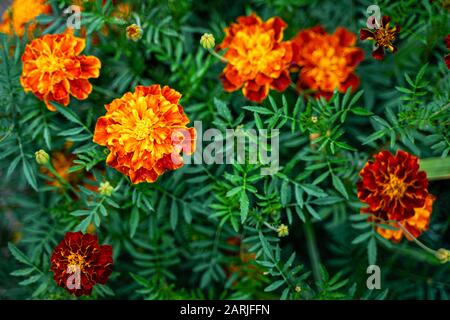 Tagetes patula arrière-plan. Fleurs de marigold françaises Banque D'Images