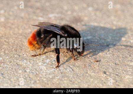 Bombus lapidarius Gros abeille Bumble à queue rouge Banque D'Images