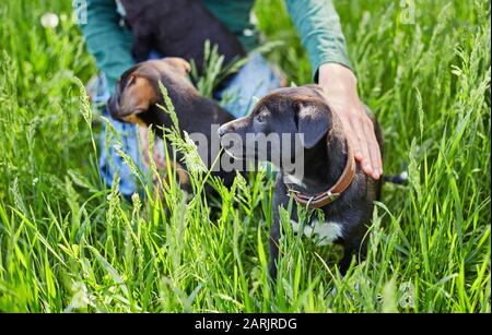 Orange Happy little havanese puppy dog est assis dans l'herbe Banque D'Images