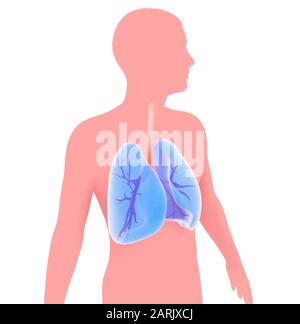 illustration tridimensionnelle de la silhouette d'un homme montrant les poumons et les bronches anatomiquement. Les poumons dépassent (se distinguent) sur le fond plat graphiquement. Banque D'Images