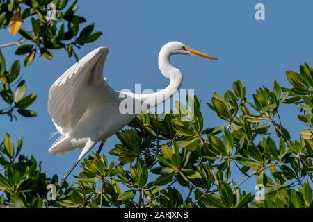 Super aigrette volant dans un ciel bleu atterrissage sur une branche Banque D'Images