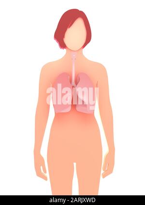 illustration tridimensionnelle de la silhouette graphique d'une femme, montrant les poumons et les bronches qui se distinguent. Représentation graphique de l'anatomie interne. Banque D'Images