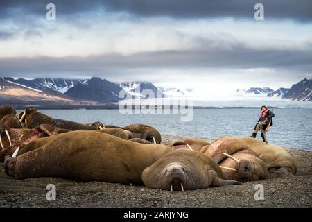 Prins Karls Forland au morse, Spitsbergen Banque D'Images