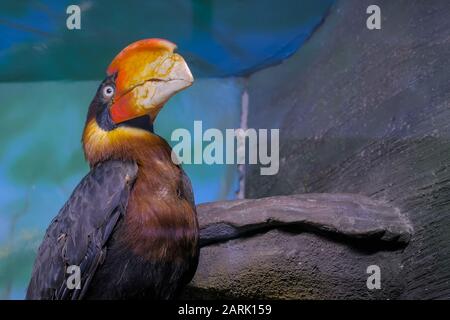 Portrait of philippine hornbill Banque D'Images