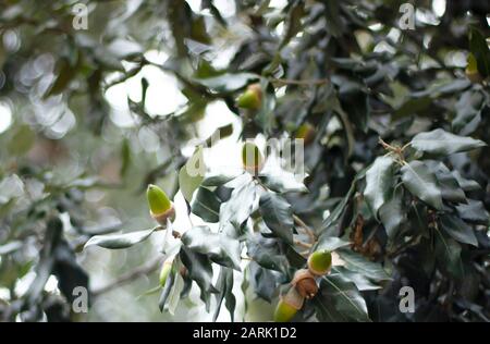 Holm Oak acorns Quercus ilex profondeur De champ Peu Profonde gros plan photographie horizontale. Banque D'Images