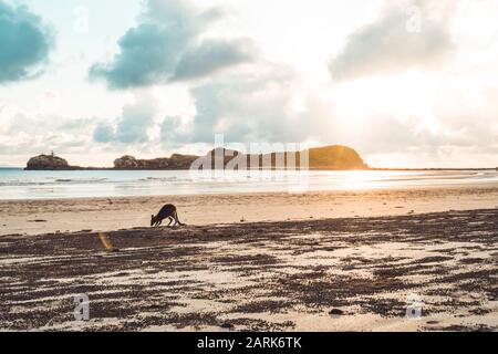 Petit kangourou à la plage, dans un ciel nuageux, au lever du soleil Banque D'Images