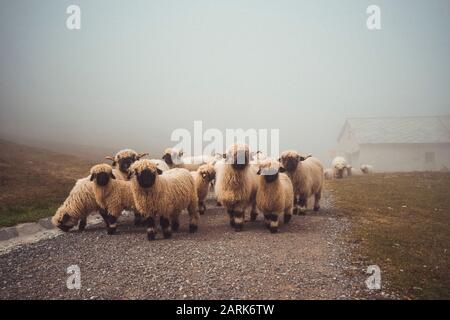 Troupeau de moutons du valais blacknackose marchant dans le village alpin dans le brouillard Banque D'Images