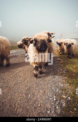 Troupeau de moutons du valais blacknknose marchant dans le brouillard Banque D'Images