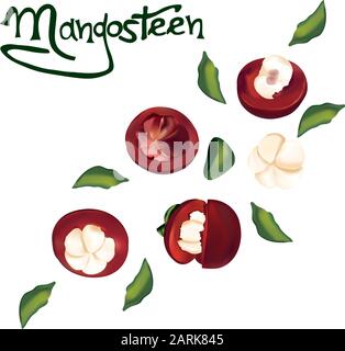 Mangosteen en mouvement sur fond transparent. Mangousteen réaliste. Vue de dessus. Concept alimentaire. Illustration vectorielle. Illustration de Vecteur