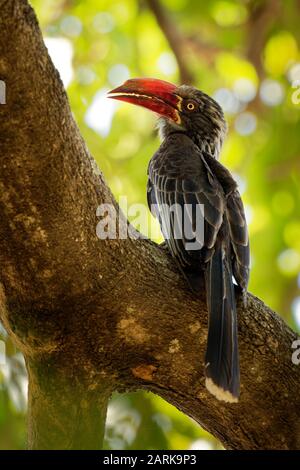 Calao couronné - Tockus alboterminatus Lophoceros oiseau avec ventre blanc et le dos et les ailes noires, conseils de la long tail feathers sont blanches, bec est Banque D'Images