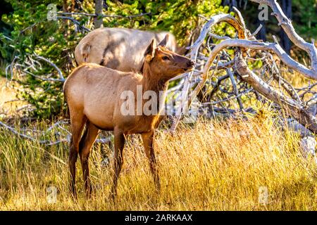 Un wapiti de bébé pacage dans le parc national de Yellowstone, Wyoming Banque D'Images