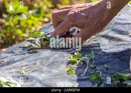 Prendre soin des petites usines de fraises dans le champ de plantation, en éliminant les mauvaises herbes. Banque D'Images