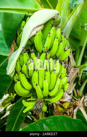 Mo'okiha O Pi'ilani: Prêt à lancer: Préparation Pour Le Déménagement: Bananes Banque D'Images