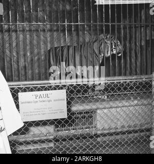 Tigre de Sumatran dans une cage, offert à zoogaarde Blijdorp par une compagnie pétrolière et pétrolière Date: 1 décembre 1965 lieu: Rotterdam, Zuid-Holland mots clés: Zoos, tigres Nom de l'institution: Blijdorp Banque D'Images