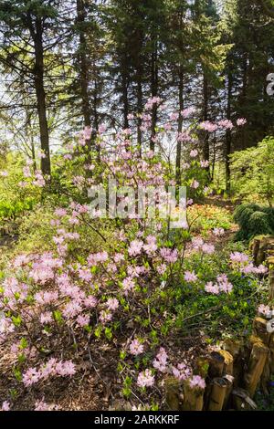 Gros plan des arbustes en fleur mauve Rhododendron - Azalea au printemps, jardin botanique de Montréal, Québec, Canada Banque D'Images