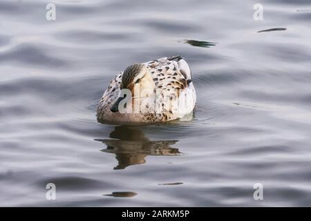 Le Canard colvert au leucisme rare est trouvé avec un grand groupe de canards colverts le long de la rive du lac Ontario, à Burlington, au Canada Banque D'Images