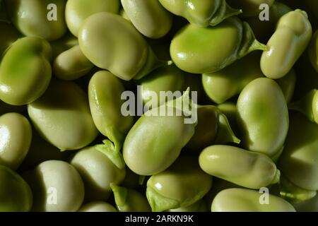 Haricots larges, fraîchement décortiqués. Également connu sous le nom de ffava beans Banque D'Images