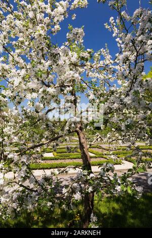 Fleur blanche Malus 'Richelieu' - Pommier au printemps, jardin botanique de Montréal, Québec, Canada Banque D'Images