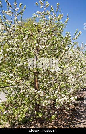 Fleur blanche Malus 'Richelieu' - Pommier au printemps, jardin botanique de Montréal, Québec, Canada Banque D'Images