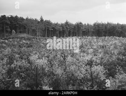 Jeunes plantages dans une forêt Date: Mai 1957 lieu: Arnhem mots clés: Plantations mixtes, jeunes plantages Nom personnel: De ferme sauvage Banque D'Images