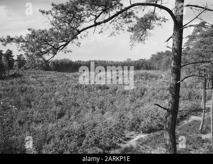 Jeunes plantages dans une forêt Date: Mai 1957 lieu: Arnhem mots clés: Plantations mixtes, jeunes plantages Nom personnel: De ferme sauvage Banque D'Images