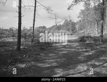 Jeunes plantages dans une forêt Date: Mai 1957 lieu: Arnhem mots clés: Plantations mixtes, jeunes plantages Nom personnel: De ferme sauvage Banque D'Images