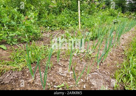 Rangées de plantes végétales Allium fistulosum - oignon vert terrain de jardin biologique de cour en été Banque D'Images