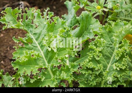 Gros plan de l'insecte ravagé Brassica oleracea - Kale dans l'arrière-cour parcelle de potager biologique en été Banque D'Images