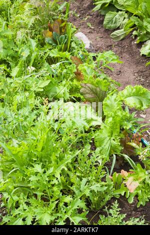 Gros plan du mélange Lactuca sativa - laitue, y compris Eruca sativa - Rocket dans jardin biologique de légumes de cour terrain dans été Banque D'Images