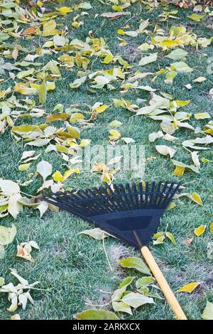 Râteau à feuilles en plastique noir sur pelouse en herbe verte avec déchue Fraxinus velutina - feuilles de frêne en velours recouvertes de feuilles tôt matin gel en automne Banque D'Images