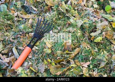 Râteau à la main sur une pile de coupures d'herbe, Syringa vulgaris - lilas et Fraxinus velutina - Velvet feuilles de frêne recouvertes de givre matinal Banque D'Images