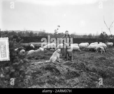 Météo troupeau de moutons sur la santé Laren Date : 4 décembre 1954 lieu : Laren mots clés : hangars de moutons Banque D'Images