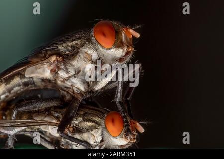 Macro Photographie de L'Accouplement À La Mouche Sur isolé sur fond Banque D'Images