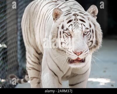Gros Plan Tigre Du Bengale Blanc Isolé Sur Le Fond Banque D'Images