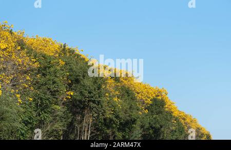 Tabebuia arbres, populairement connu comme ipe, est le plus commun dans le genre néotropical Bignoniaceae famille. étant la fleur nationale du Brésil. Banque D'Images