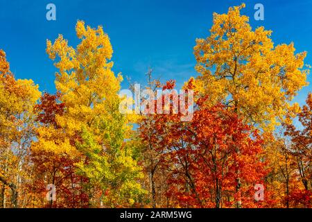 La couleur brillante du feuillage de l'automne dans les arbres du nord du Wisconsin, aux États-Unis. Banque D'Images