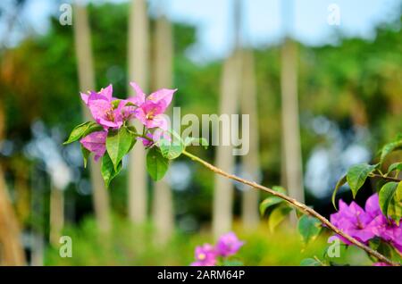 Bougainvillea dans le parc du jardin Banque D'Images