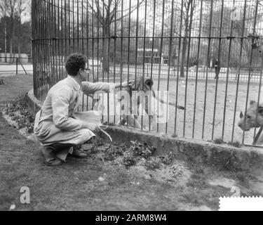 Predator Frits Verbrugge sauvé dans la cage du lion par collègue Rudi Sitters Date : 6 avril 1959 Banque D'Images