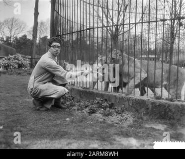 Predator Frits Verbrugge sauvé dans la cage du lion par collègue Rudi Sitters Date : 6 avril 1959 Banque D'Images