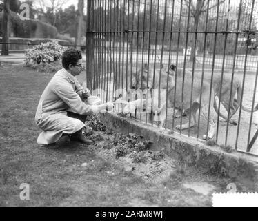 Predator Frits Verbrugge sauvé dans la cage du lion par collègue Rudi Sitters Date : 6 avril 1959 Banque D'Images