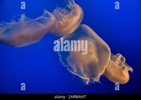 Méduse de lune Banque D'Images
