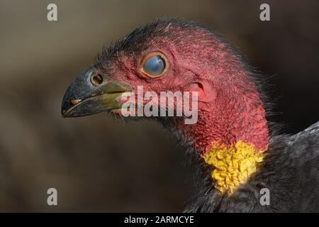 Australie Brush-turquie dans la nature en Australie Banque D'Images