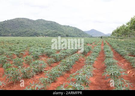 Rangées de jeunes plants de manioc dans les terres agricoles rurales, Thaïlande Banque D'Images