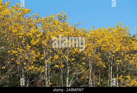 Tabebuia arbres, populairement connu comme ipe, est le plus commun dans le genre néotropical Bignoniaceae famille. étant la fleur nationale du Brésil. Banque D'Images