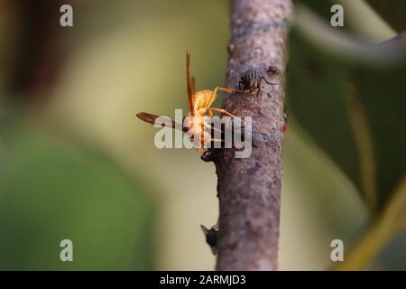 micro-coup de guêpe orange dans la nature Banque D'Images